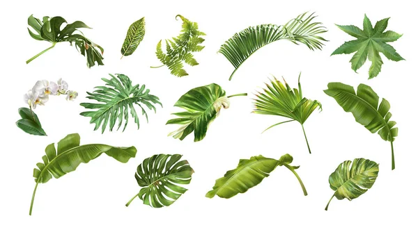 熱帯の現実的な様式の植物と花のセット — ストックベクタ