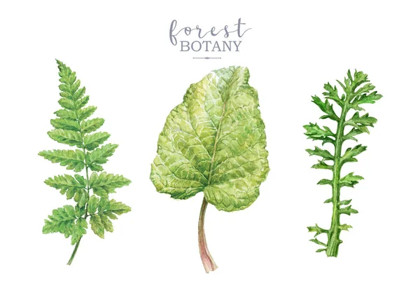 Набор акварельных ботанковых изображений с лесными растениями — стоковое фото