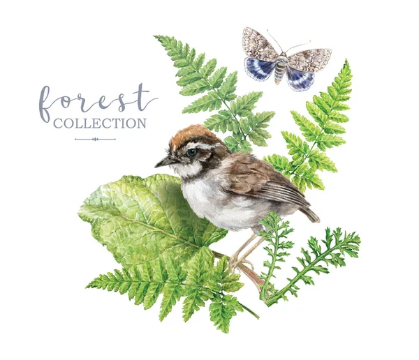 Aquarellbild mit Waldpflanzen und Vogel — Stockfoto
