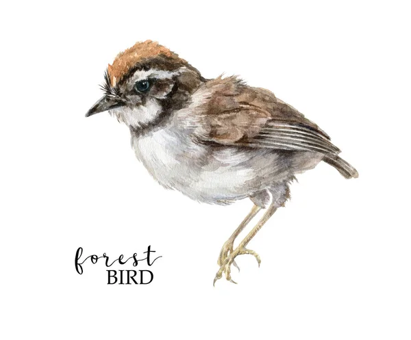 Retro ręcznie rysowane obraz ptak akwarela tymelia — Zdjęcie stockowe