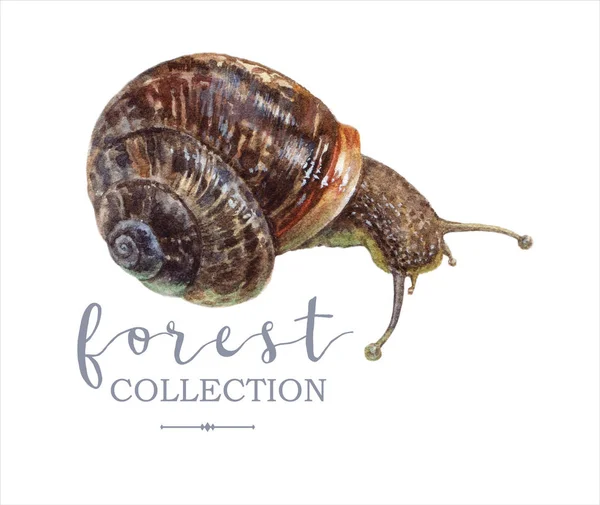复古手绘水彩画森林蜗牛形象 — 图库照片