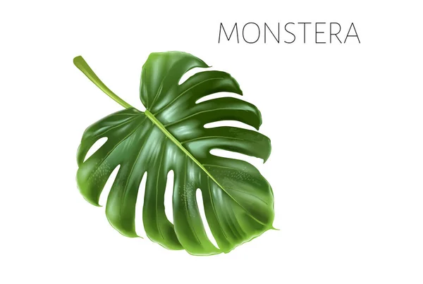 Διάνυσμα φύλλα monstera που απομονώνονται σε λευκό — Διανυσματικό Αρχείο