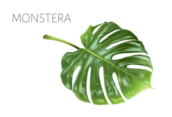 Vector-Monstera-Blatt isoliert auf Weiß — Stockvektor