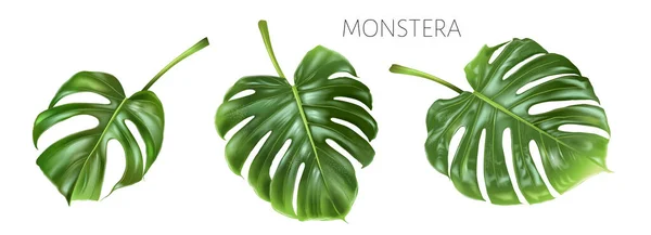 Vector monstera πράσινα φύλλα απομονωμένα σε λευκό — Διανυσματικό Αρχείο