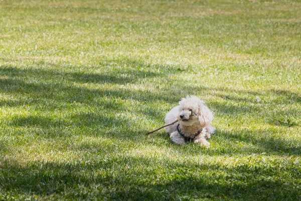 Petit Chien Caniche Blanc Jouant Dans Herbe Avec Bâton Portugal — Photo