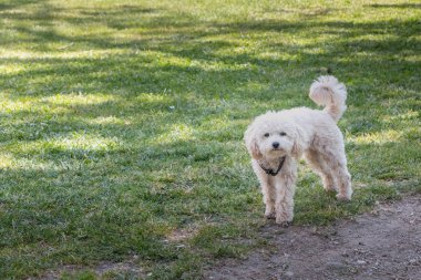 küçük beyaz kaniş köpek ayakta Portekiz yeşil çimen