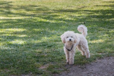 küçük beyaz kaniş köpek ayakta Portekiz yeşil çimen