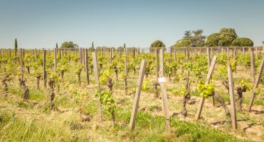saint Emilion bordeaux yakınındaki bölgede bahar sonunda asma