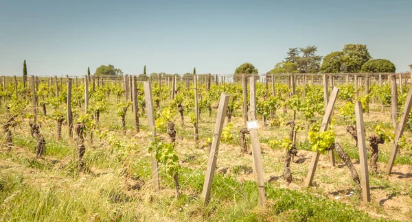 Videira Final Primavera Região Santo Emilion Perto Bordeaux — Fotografia de Stock