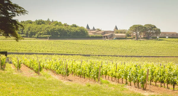 Videira Final Primavera Região Santo Emilion Perto Bordeaux — Fotografia de Stock