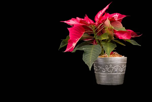 Heiligabend Blume Oder Weihnachtsstern Auf Schwarzem Hintergrund — Stockfoto