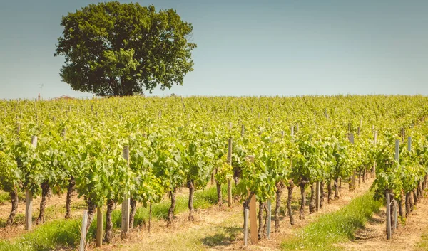 Vite Alla Fine Della Primavera Nella Regione Dell Emilione Santo — Foto Stock