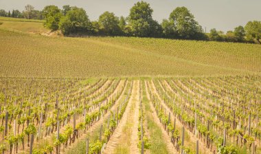 saint Emilion bordeaux yakınındaki bölgede bahar sonunda asma