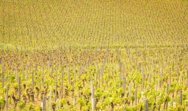 saint Emilion bordeaux yakınındaki bölgede bahar sonunda asma