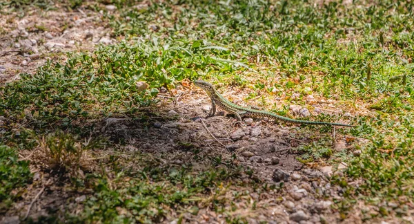 Portekiz doğada çimenlerin üzerinde yürüyüş kertenkele
