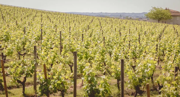 Vista sui vigneti di Saint Emilion, Francia — Foto Stock