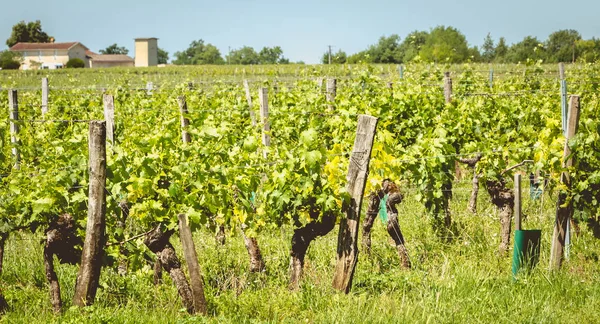 Vista das vinhas de Saint Emilion, França — Fotografia de Stock