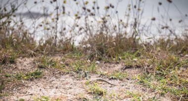 yabani bitki örtüsü ve Yeu adasında deniz tarafından bir Lezard