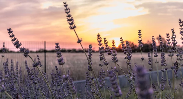 Lavender flower at sunset near a wheat field — Stock Photo, Image