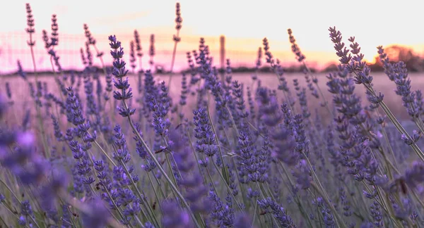 Lavender flower at sunset near a wheat field — Stock Photo, Image