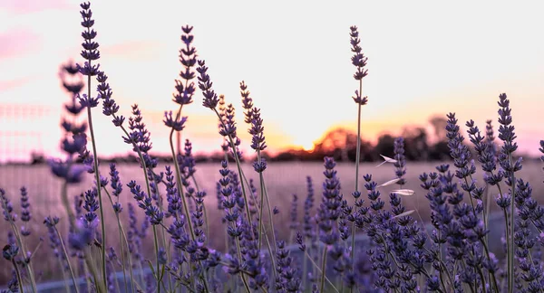Levandulová květina při západu slunce u pšeničné oblasti — Stock fotografie