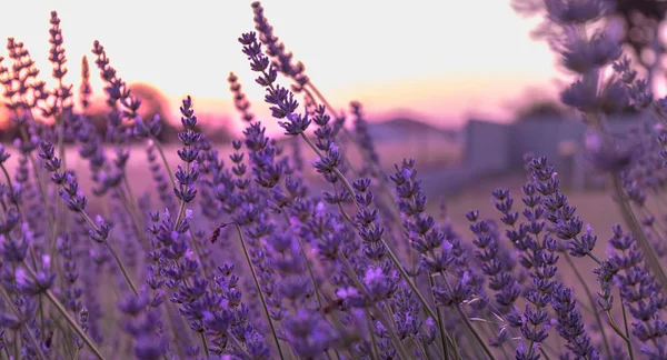 Цветок лаванды на закате возле пшеничного поля — стоковое фото