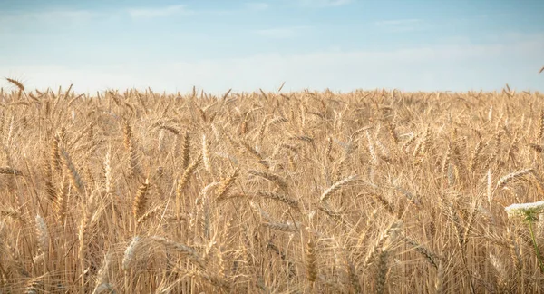 Gros plan des épis de blé dans un champ avant la récolte — Photo