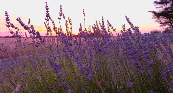 Levandulová květina při západu slunce u pšeničné oblasti — Stock fotografie