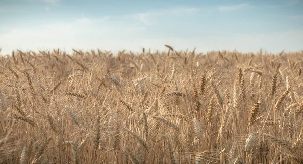 Gros plan des épis de blé dans un champ avant la récolte — Photo