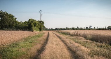 buğday tarlaları yanında uzun ot ile ülke yolu
