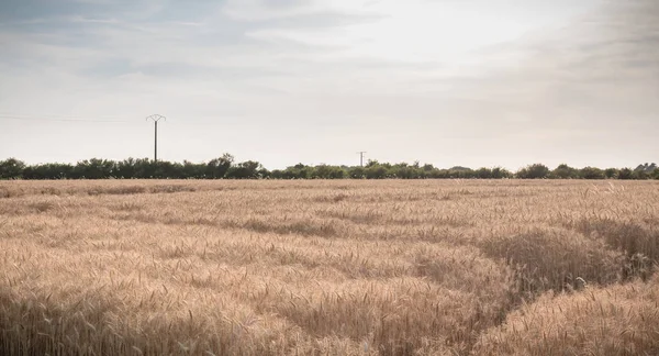 Gros plan des épis de blé dans un champ avant la récolte — Photo
