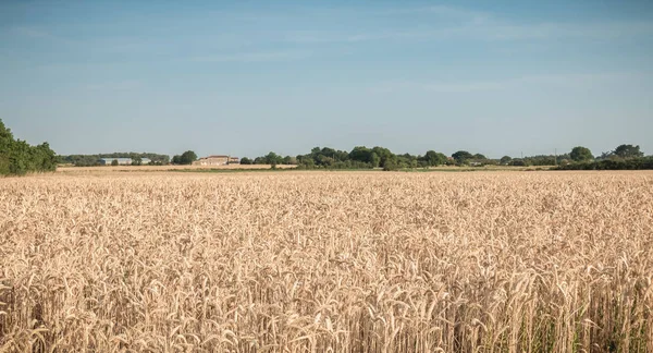 Fermeture des épis de blé dur dans un champ avant la récolte — Photo