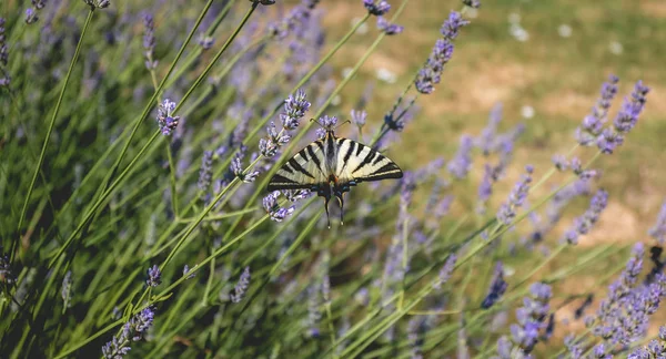 Motýl Iphiclides podalirius létání v levandulové nohy v součtu — Stock fotografie