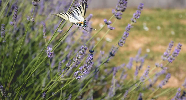 Motýl Iphiclides podalirius létání v levandulové nohy v součtu — Stock fotografie