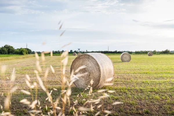 Szénabála Egy Réten Egy Érett Napraforgómező Mellett Franciaországban — Stock Fotó