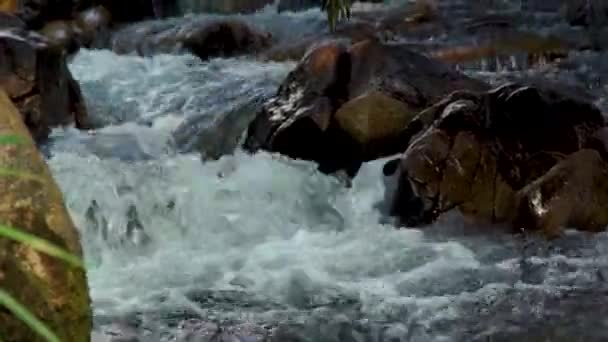 Corriente de agua en el río rápido en la montaña de cerca. El arroyo de agua fluye rápidamente cuesta abajo en el río rocoso. Corriente de agua salvaje creando espuma burbujeante . — Vídeos de Stock