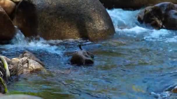 Flujo rápido en aguas cristalinas del río rocoso en la montaña. Libélula sentada sobre una gran piedra en un rápido arroyo de agua en un río de montaña. Insectos en la naturaleza salvaje . — Vídeos de Stock