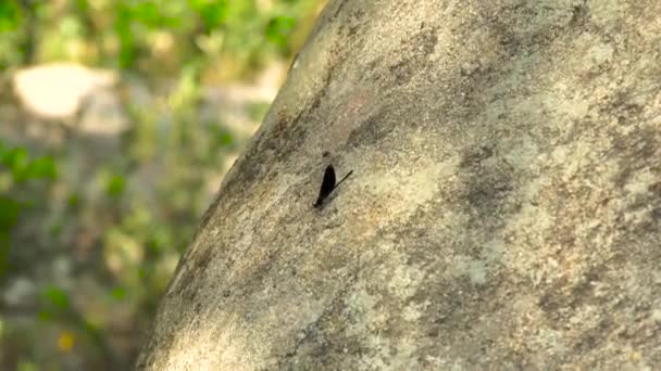 Ül a rock, a természetes háttér fekete szitakötő. Egyenlő szárnyú szitakötők kő háttér közelről. Élet vadon élő rovarok a természetben. — Stock videók