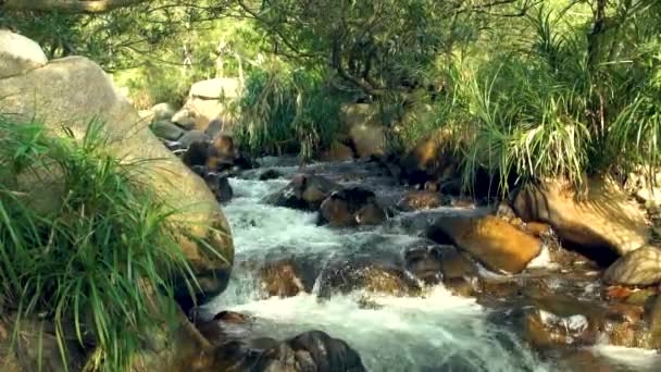 Snel stromende water stroom in rocky river in tropisch woud in berg. Close-up van snelle stream berg rivier en exotica planten rond. — Stockvideo