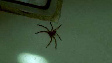 Büyük örümcek Daire oda beyaz zemin üzerinde çalışan. Örümcek katta kapatın. Vahşi Araknid böcekler.