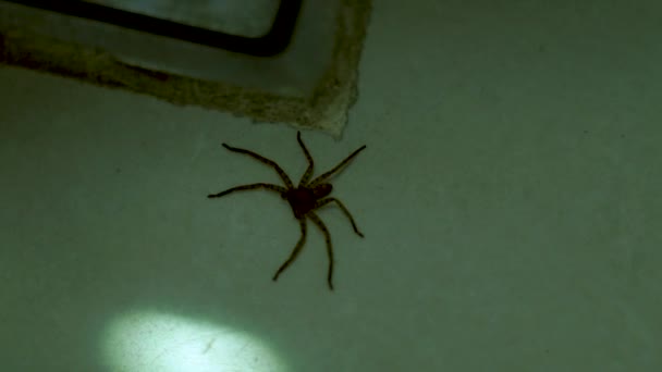 Big spider running on white floor in apartment room. Close up spider on floor. Wild arachnid insects. — Stock Video