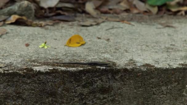 Lizard sitting on rock without movement on background tropical nature. Close up lizard on stone background in in forest. Observation reptiles in wild nature. — Stock Video