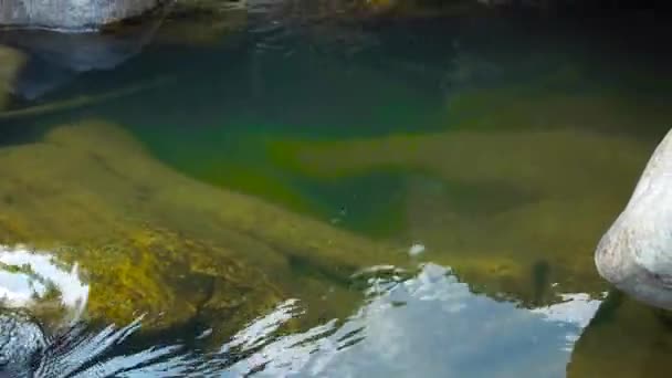 Transparent and clear water in stony river in mountain. Smooth surface of a calm river in rainforest. Stones on river bed. Wild nature landscape. — Stock Video
