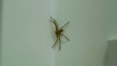 Büyük örümcek beyaz duvara izole. Örümcek Daire oda beyaz duvar üzerinde hareketsiz oturarak kapatın. Vahşi Araknid böcekler.