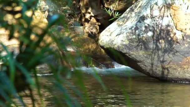 Fluxo de água transparente no rio tropical entre grandes rochas e rochas. Rio Stony na floresta tropical. Natural andscape na selva tropical . — Vídeo de Stock