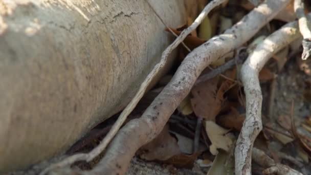 Black ants running on tree branches lying on ground in forest. Close up wild ants running along sticks and branches Wildlife insects in nature. — Stock Video