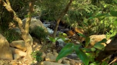 Yağmur ormanları manzara nehirde. Hızlı su akışı dağ tropikal ormanda rocky Creek. Dağ nehirde akan su kadar kapatın. Taşlı nehir kıyısında tropikal bitki.