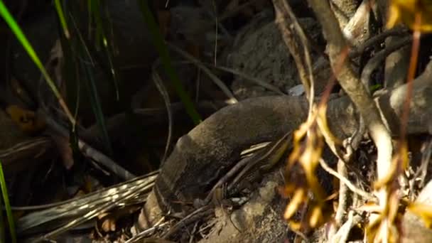 Lagarto arrastrándose a lo largo de raíces retorcidas árbol tropical en el bosque. Cerca de lagarto en la selva tropical. Reptiles en la selva, naturaleza salvaje . — Vídeos de Stock