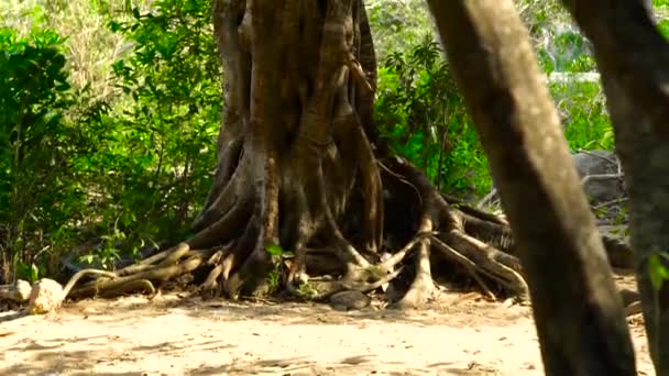 Raízes torcidas árvore tropical na floresta verde perto. Árvore alta na selva com raízes torcidas. Panorama vertical raízes e tronco árvore na floresta tropical . — Vídeo de Stock