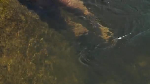 Mujer joven relajándose en el agua del río. Hermosa mujer en bikini sobre fondo piedra grande en agua de río transparente . — Vídeos de Stock